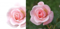 RosebudOrigCompare.png